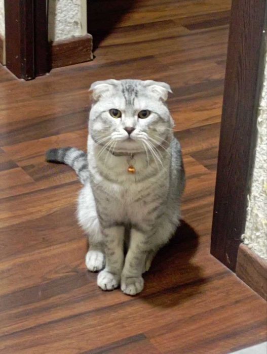 Scottish fold mushuk