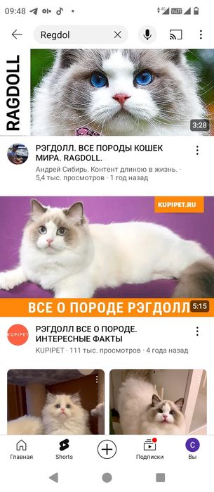 Regdoll muwukchamiz sotiladi