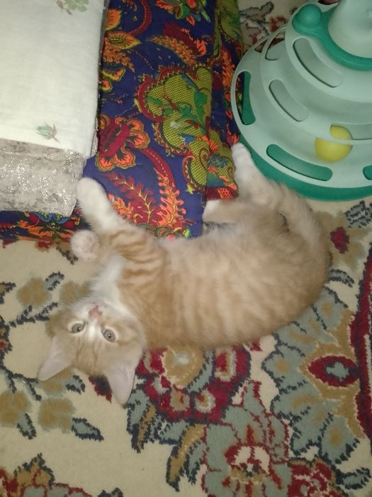 Отдам котят в добрые руки