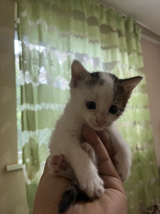 Котенок маленький смешной и добрый