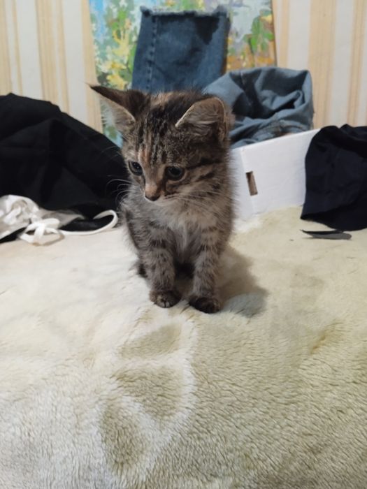 Котенок домашний