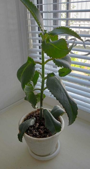 Комнатные цветы Зачаганск