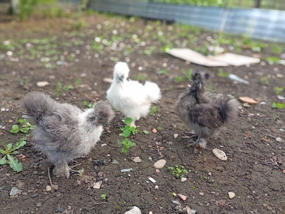 Silkie, mătase japoneză !