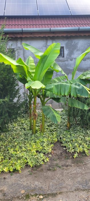 Bananieri pentru curte