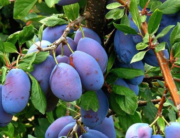 Pomi Străvechi Glia Strămoșească (Soiuri De Prun )la ghiveci
