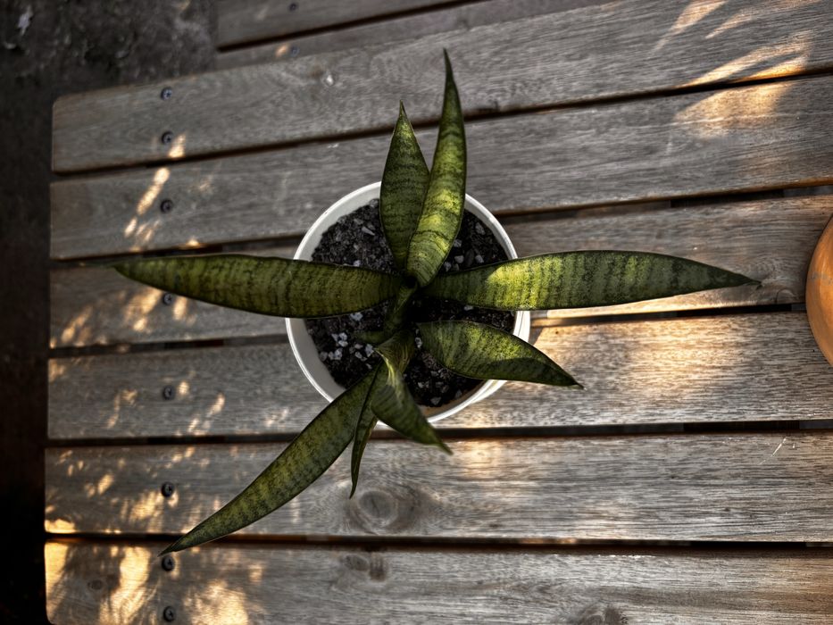 Sansevieria Panthera (Limba socrei) în ghiveci cu farfurioară