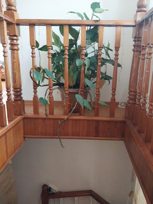 Комнатные растения Крупномеры лимон,монстера