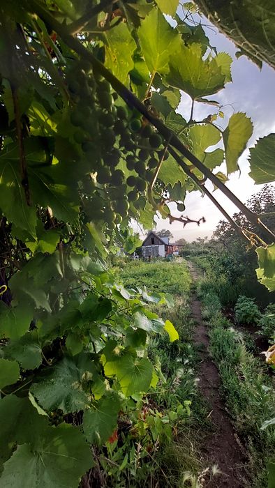 Продам дачу сад Здоровье