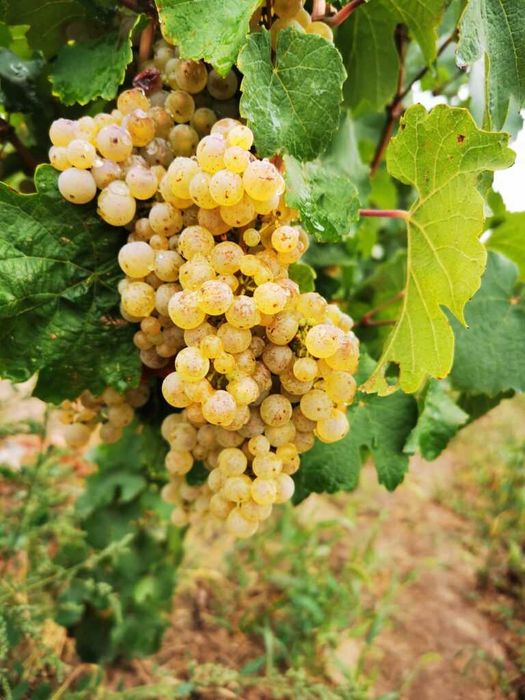 Vand struguri de vin Feteasca Regala si Aligote