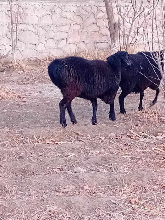 Bug'o'z surxon bara sotiladi