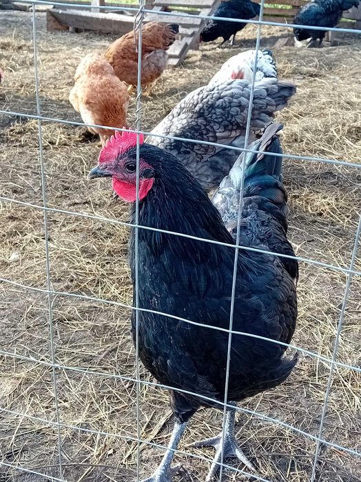 Cocosi australorp 100 ron