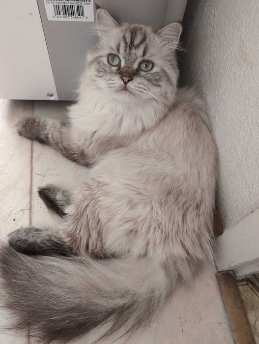 Мъжки котарак за Разплод