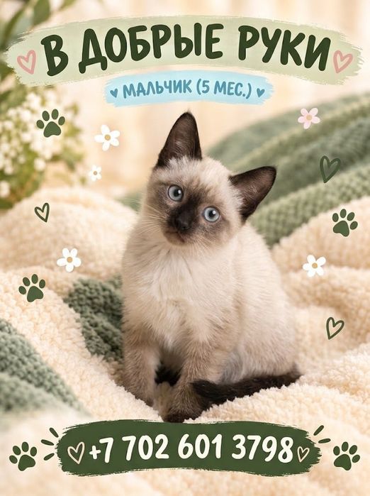 Мальчик ласковый,игривый 5 мес