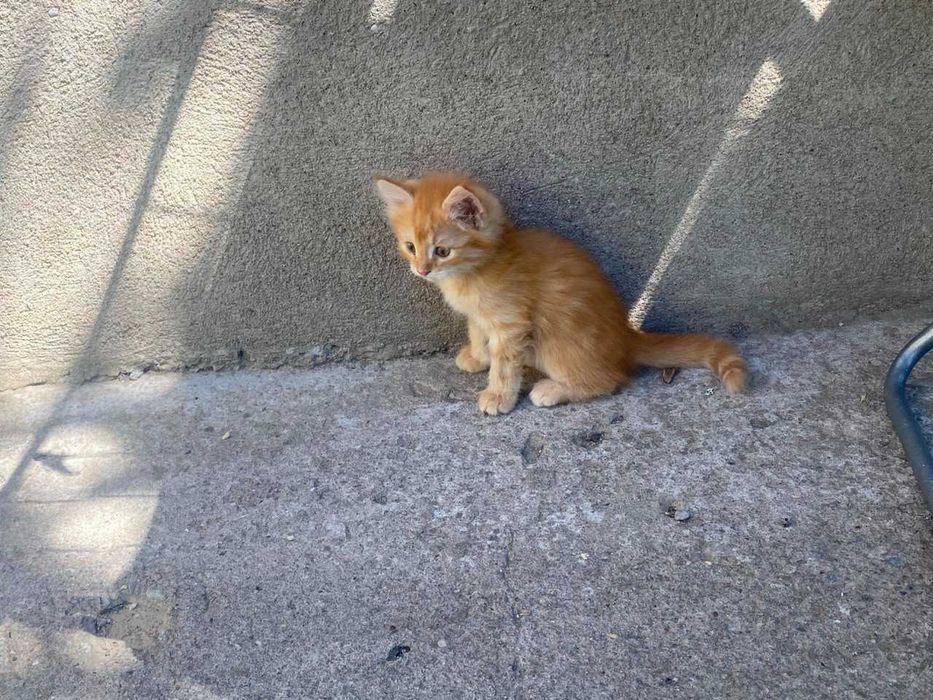 Отдаю бесплатно 4 котят