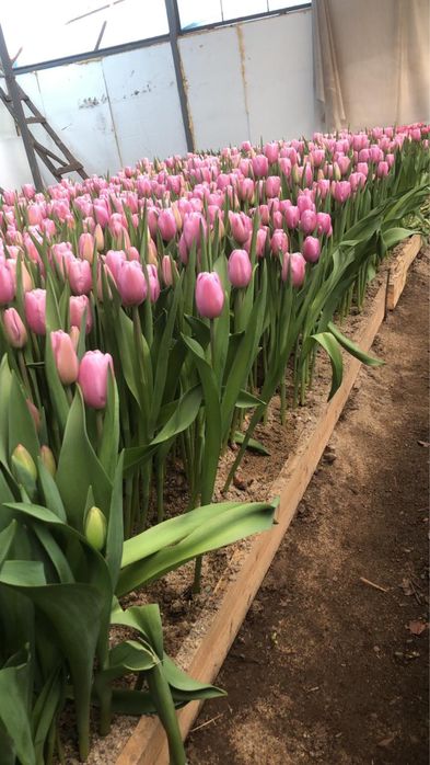 Тюльпаны Оптом |8 марта |Теплица |380