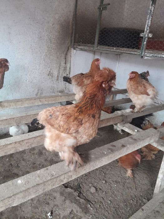 Puicuțe motate    .