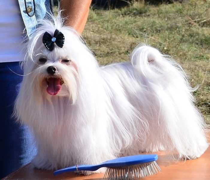 Мальтезе мальчик!