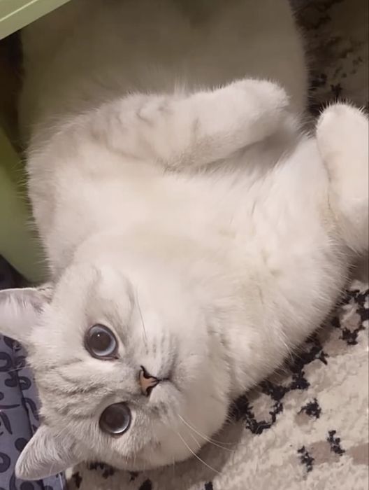 Vyazka serebristiy shinshilla