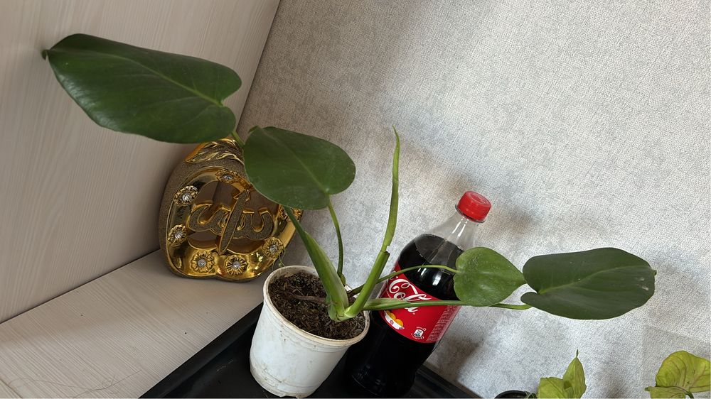 Цветы приемлемые цены