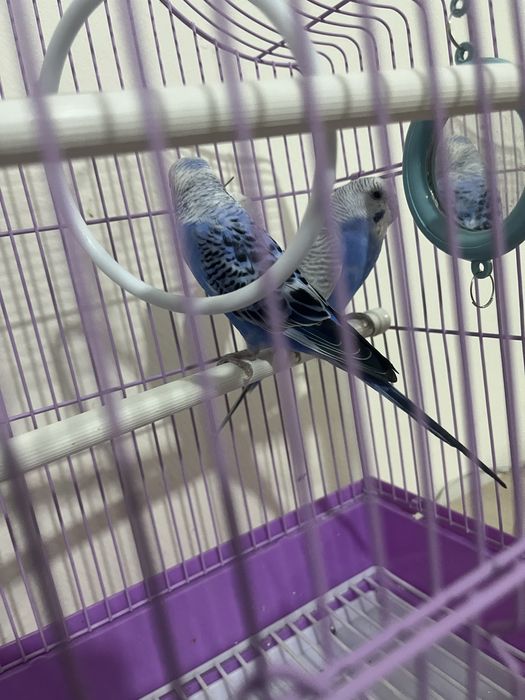 Попугай волнистый