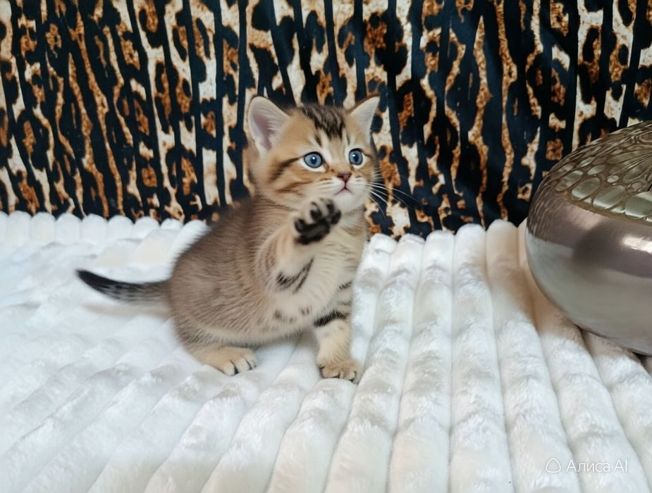 Продается эффектный котенок золотая Шиншилла , мальчик.