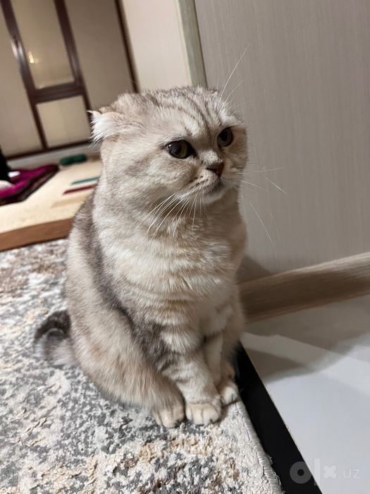 Кошка скоттиш фолд