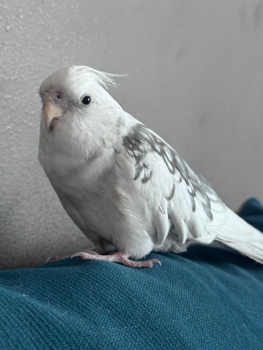 Попугай корелла ручной