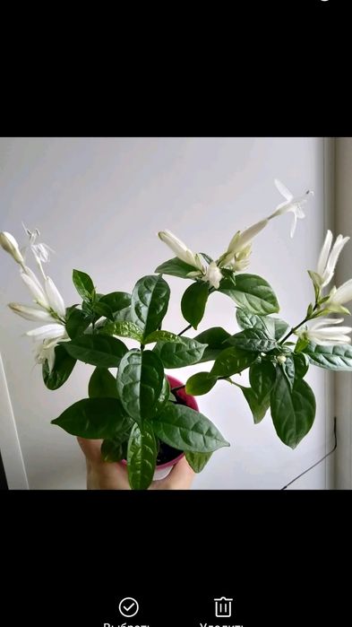 Комнатные растения