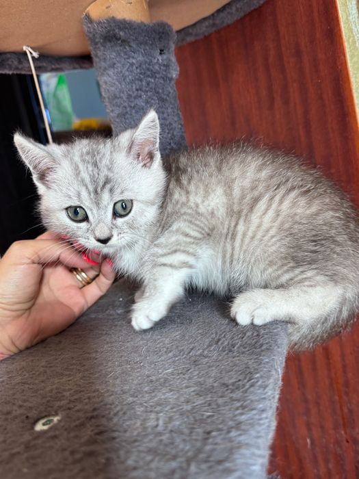 Британски котенца