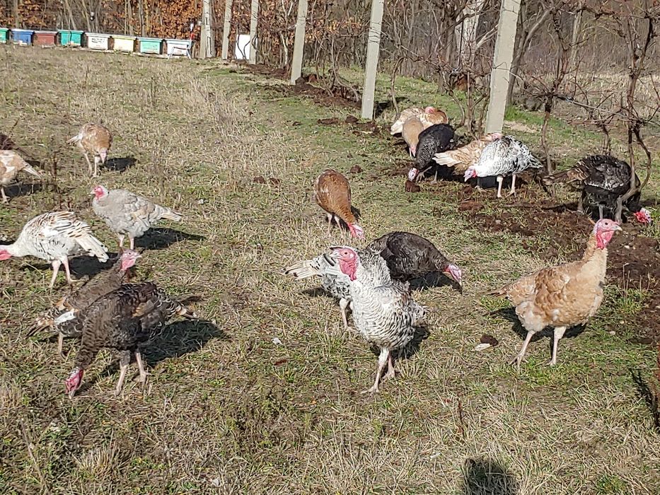 Curci curcani tineri