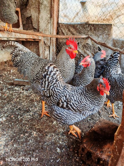 Разплодни яйца от Амрок