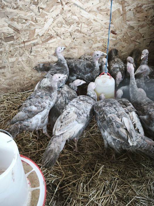 Pui de curca la 5 luni