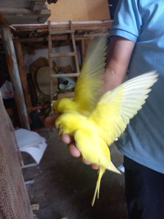 Ruchnoy toti sotiladi