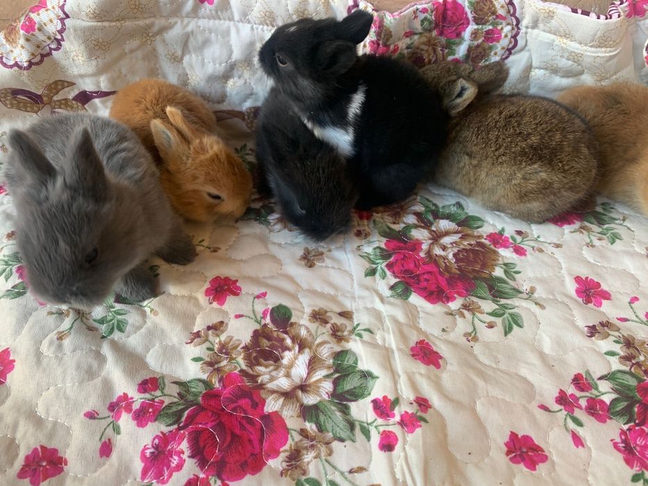 Iepuri cap de pui pui si adulti talie mica si mare