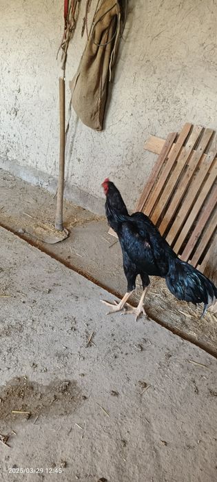 Para sotiladi qoravoylar