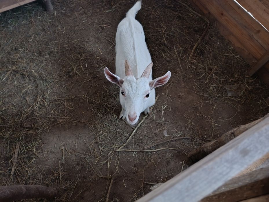 Vând țăpișor sannen