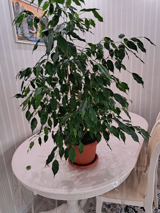 Фикус Бенджамина, около 120 см