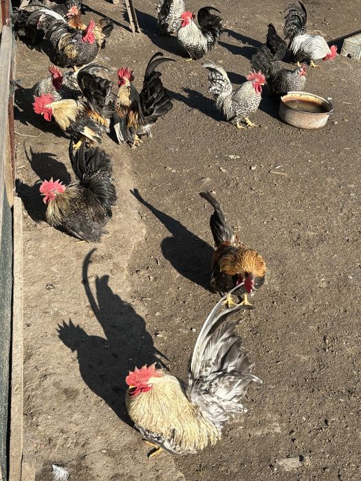 De vanzare gainuse chabo