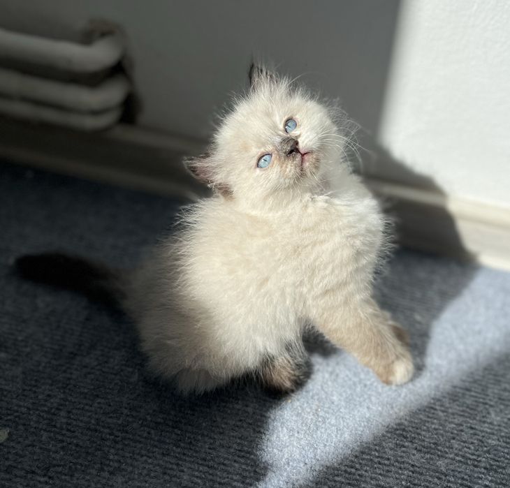 Puiuț Ragdoll.