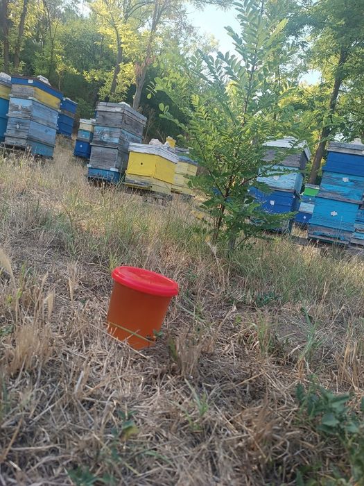 Натурален пчелен мед