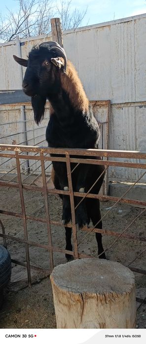 Теке сатылады. Саудасы бар.