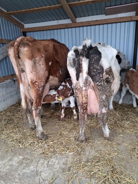 Vand 2 vaci cu lapte fara vitei fatat de 1 luna