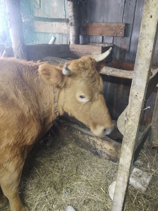 Продам.   корову