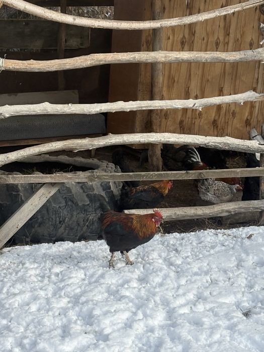 Продам молодых петухов