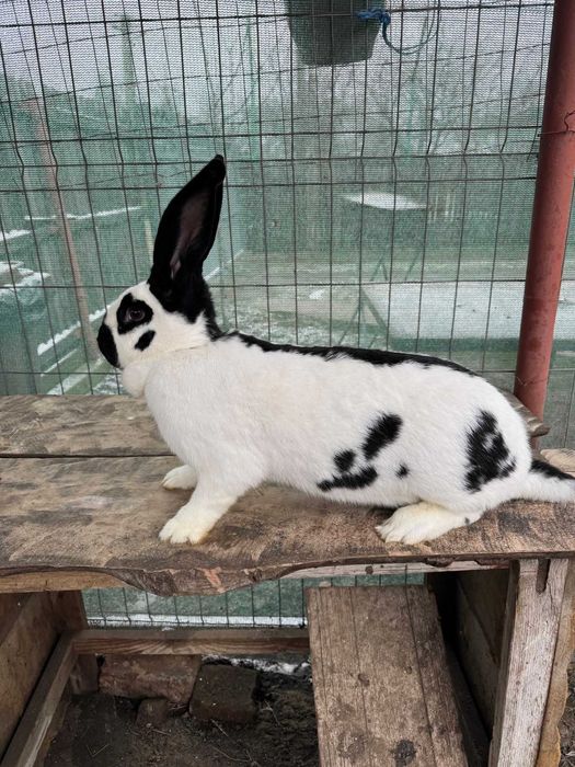 Iepuri fluture german