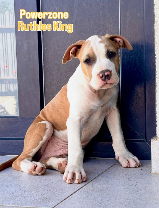 Mascul  Amstaff cu pedigree