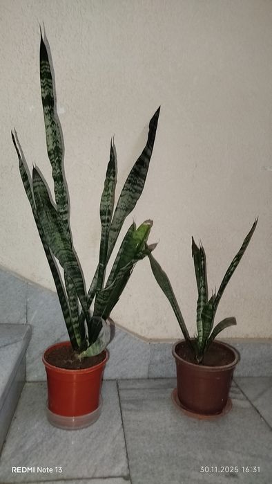 Цветы вомнатные домашние