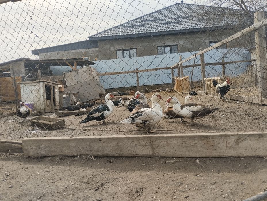 Продам домашних уток