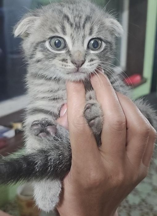 Скотиш фолд продам