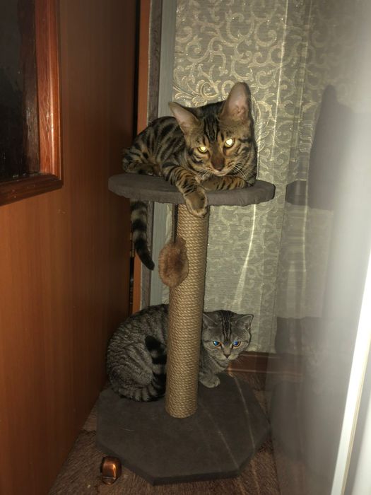 Продам породистых котят